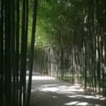 Odkryj piękno żaluzji bambusowych w Krakowie